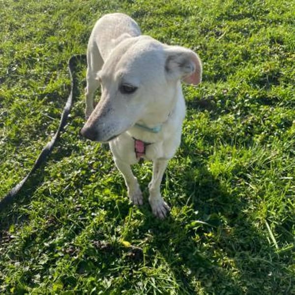 Bianchina 💛💛💛 lieb & anhänglich