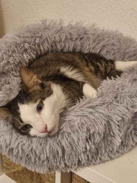 Titos aus dem Tierschutz