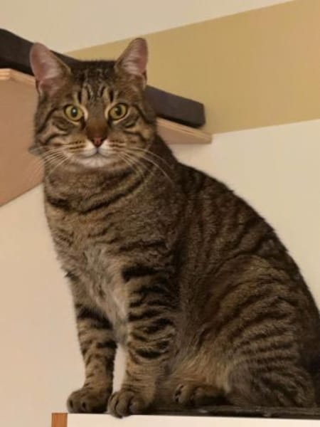 RUDI & MICHEL, lieb, suchen Zuhause