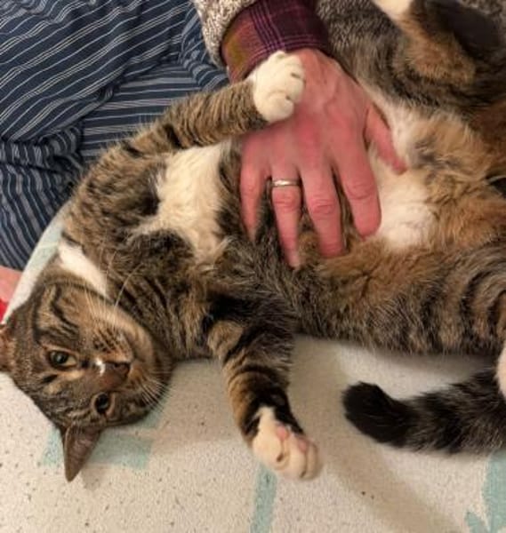 RUDI & MICHEL, lieb, suchen Zuhause