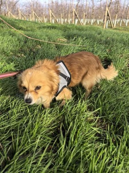 Jerry sucht ein Körbchen