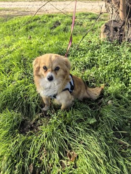 Jerry sucht ein Körbchen