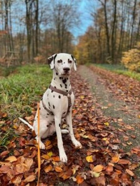 Henri sucht ein Zuhause