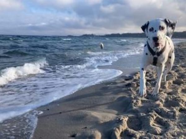 Henri sucht ein Zuhause