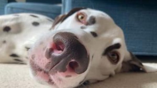 Henri sucht ein Zuhause