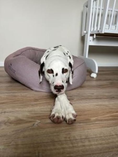 Henri sucht ein Zuhause