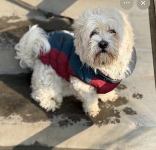 KIMMI wartet auf ein zuhause