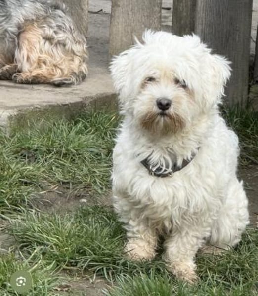 KIMMI wartet auf ein zuhause