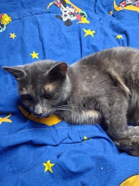 Valentina  sanfte Russisch-Blau-Mix