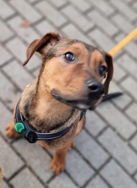 Ein Platz im Herzen gesucht: Jando