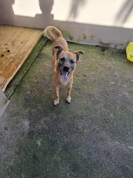 Bo - ein freundlicher Hund