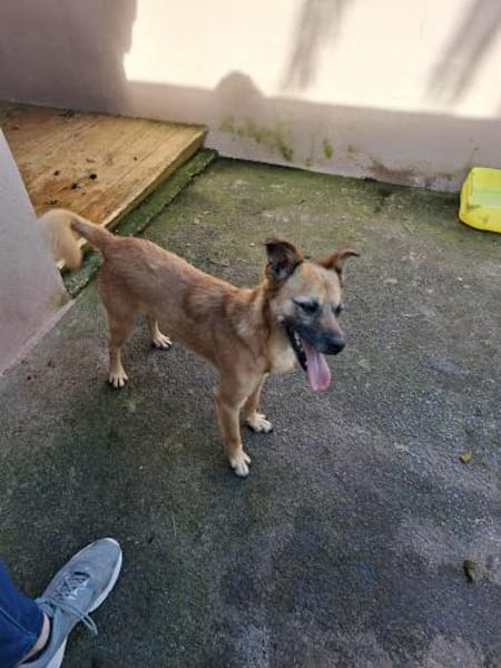 Bo - ein freundlicher Hund