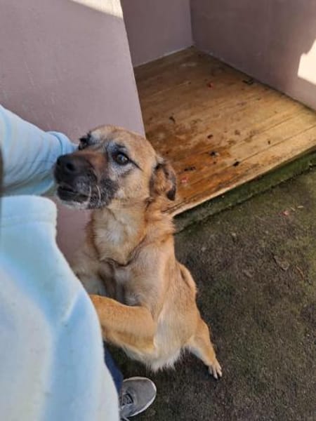 Bo - ein freundlicher Hund