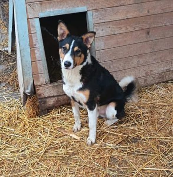 Gordi sucht seine Familie