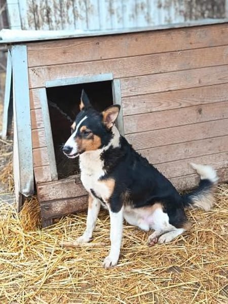 Gordi sucht seine Familie