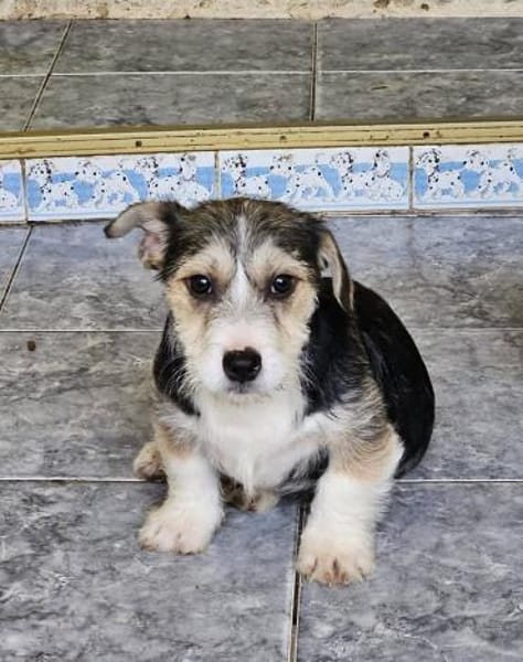 Kleiner. offener Berlioz sucht Familie