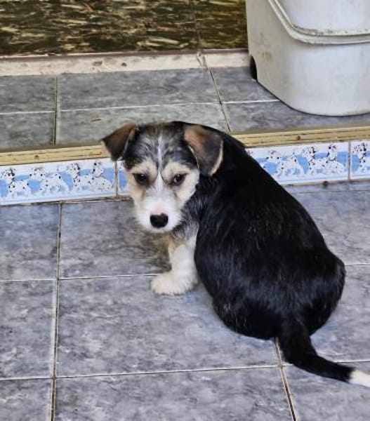 Kleiner. offener Berlioz sucht Familie