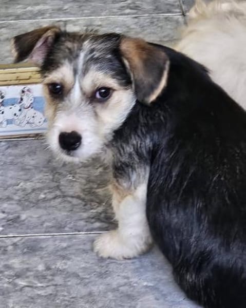 Kleiner. offener Berlioz sucht Familie