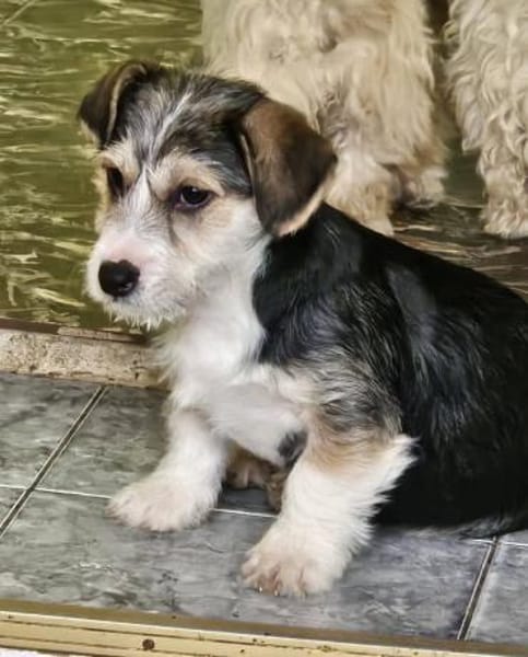 Kleiner. offener Berlioz sucht Familie