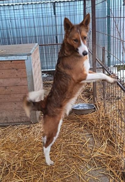 Cody möchte gerne reisen