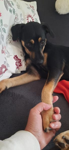 Ortensia 💛💛💛 sonniges Hundemädchen