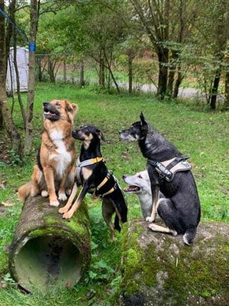 Ortensia 💛💛💛 sonniges Hundemädchen