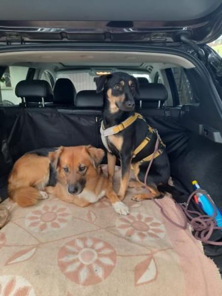 Ortensia 💛💛💛 sonniges Hundemädchen