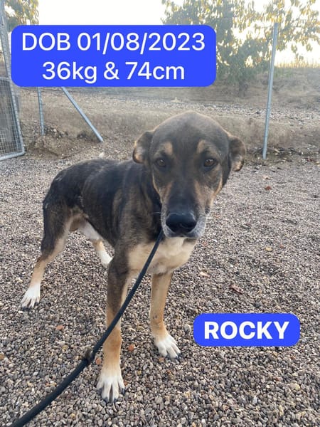 ROCKY (union animal)