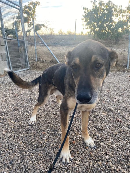 ROCKY (union animal)