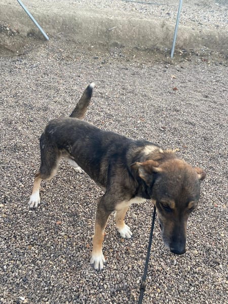 ROCKY (union animal)