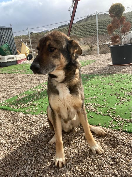 ROCKY (union animal)