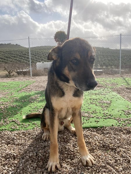 ROCKY (union animal)