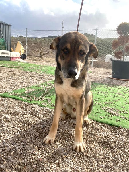 ROCKY (union animal)