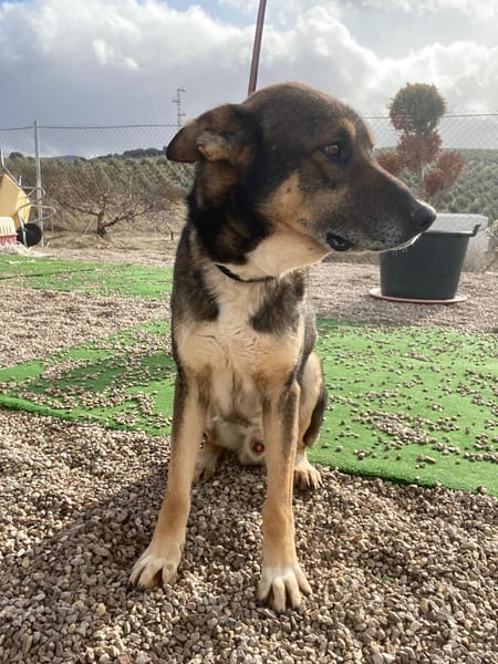 ROCKY (union animal)