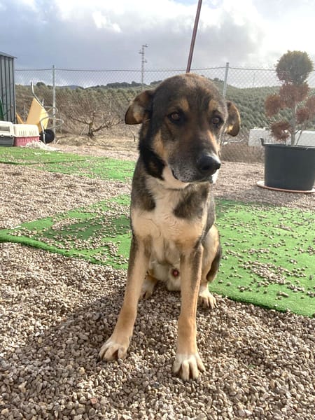 ROCKY (union animal)