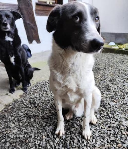 DANTE sucht sein - Für- immer- Zuhause -