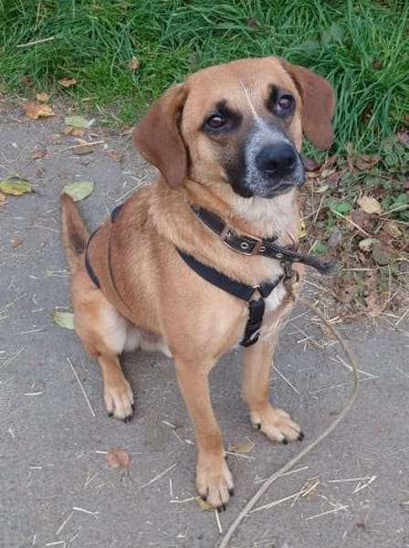 Vili-LM, intelligenter Bursche