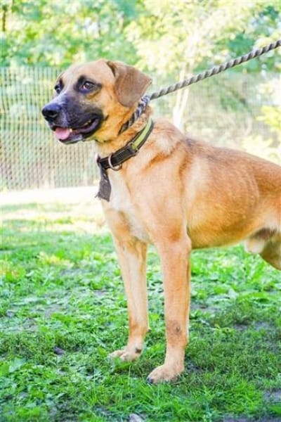 Vili-LM, intelligenter Bursche