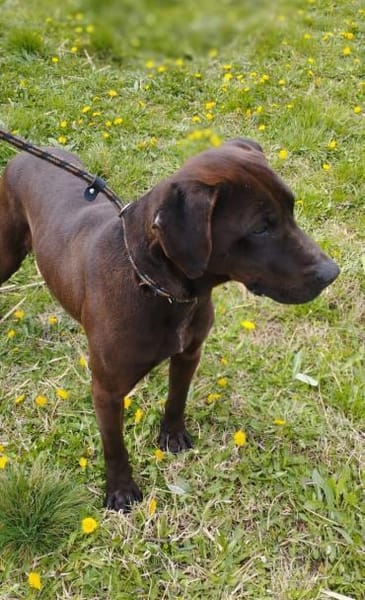 Liebenswerter Betjar wartet auf Euch