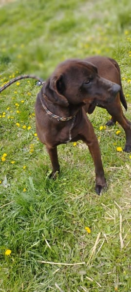 Liebenswerter Betjar wartet auf Euch