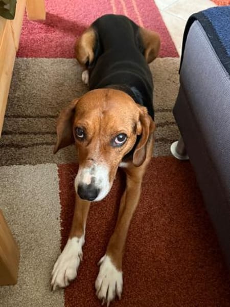 Lissi - Hundemama sucht Dich