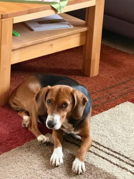 Lissi - Hundemama sucht Dich