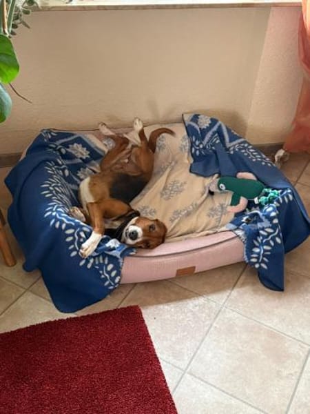 Lissi - Hundemama sucht Dich