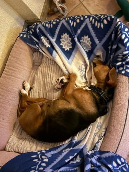 Lissi - Hundemama sucht Dich