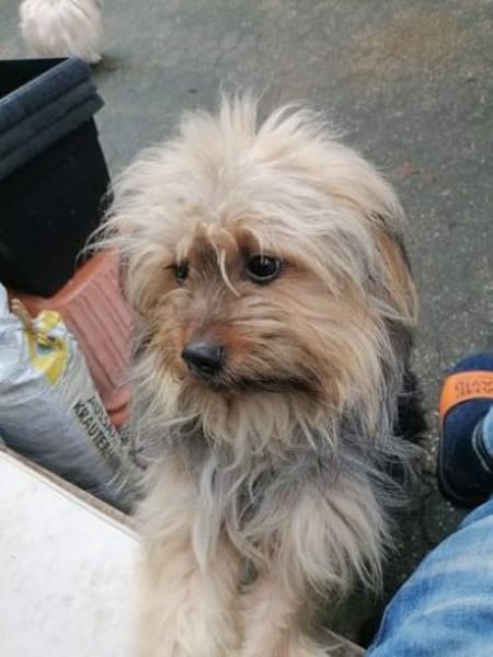 Yorkie Pico sucht sein Zuhause