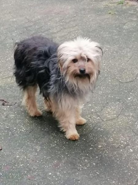Yorkie Pico sucht sein Zuhause