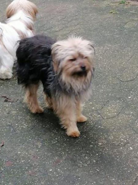 Yorkie Pico sucht sein Zuhause