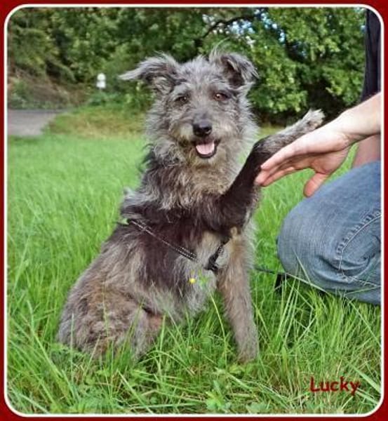 ❤ Lucky: unser Clown auf 4 Pfoten