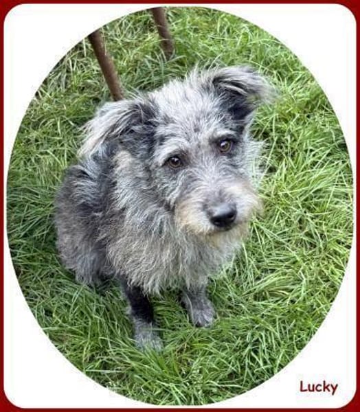 ❤ Lucky: unser Clown auf 4 Pfoten