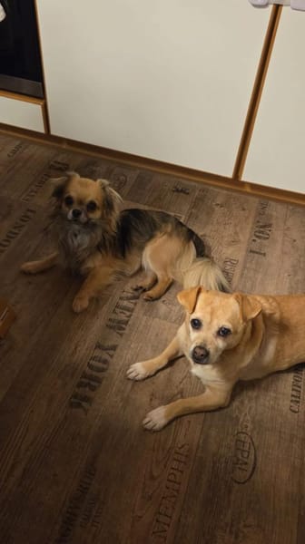 🐶 Maxi 💙 sucht sein Für-Immer-Zuhause